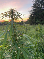 hemp farm/ hemp farm for CBD/ hemp flower/ hemp plant for CBD